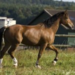 00-Lascar10