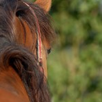 -Lascar 04