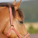 -Lascar 05