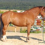 -Lascar 06a