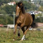 -Lascar 09