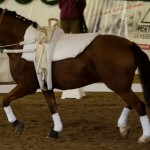 T3-IMG_1523